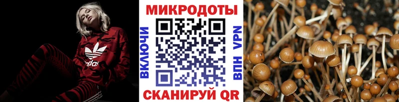 Галлюциногенные грибы Psilocybe  Губкин 